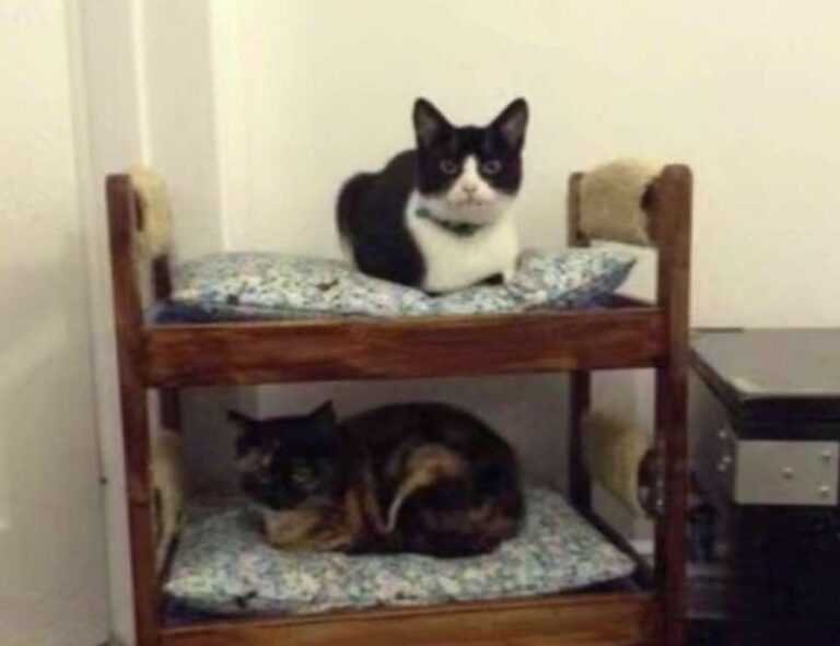 khema rushisvili weightlifting bar