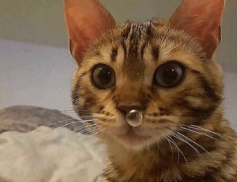 should i get obernaft on pc