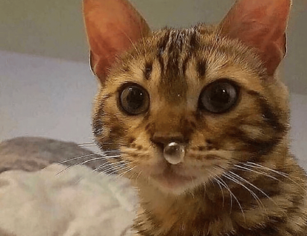 should i get obernaft on pc