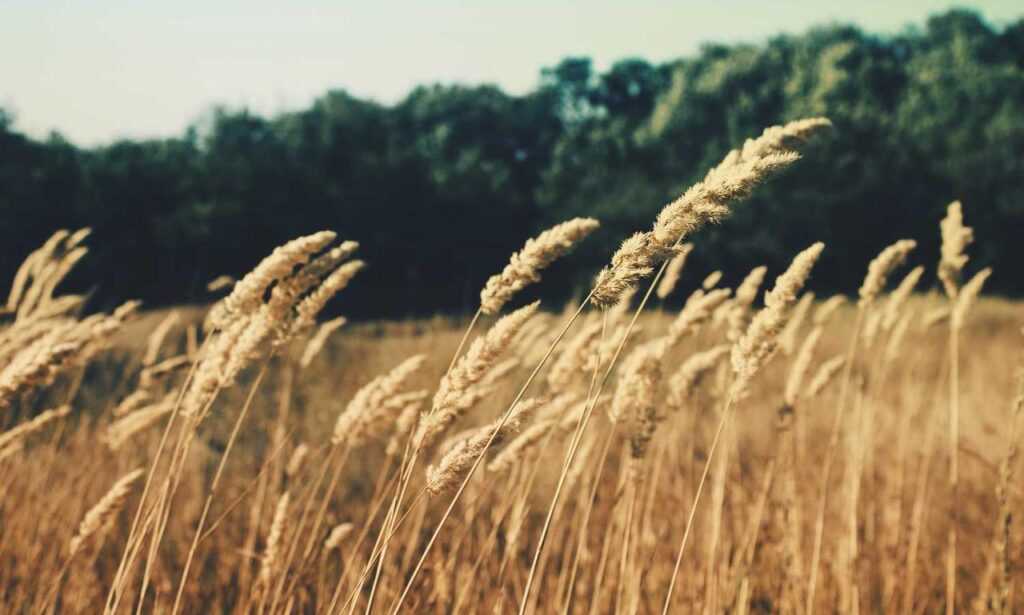 why innerlifthunt game postponed