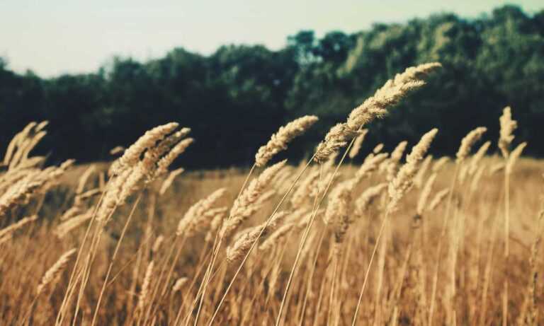 why innerlifthunt game postponed