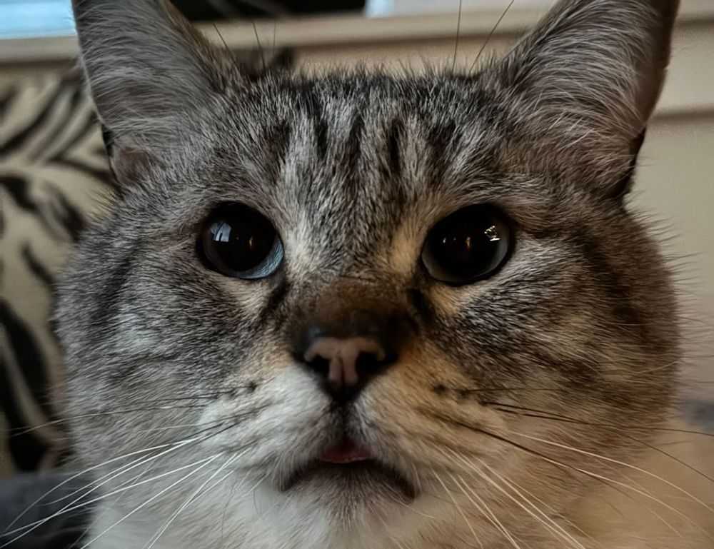 amor tatuajes de bulma y vegeta