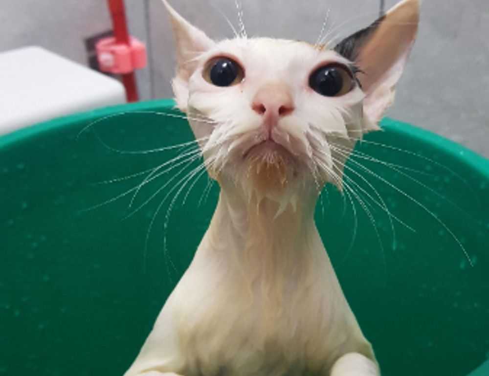 argentina bayern players