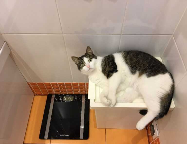 cast of do you love me, captain?