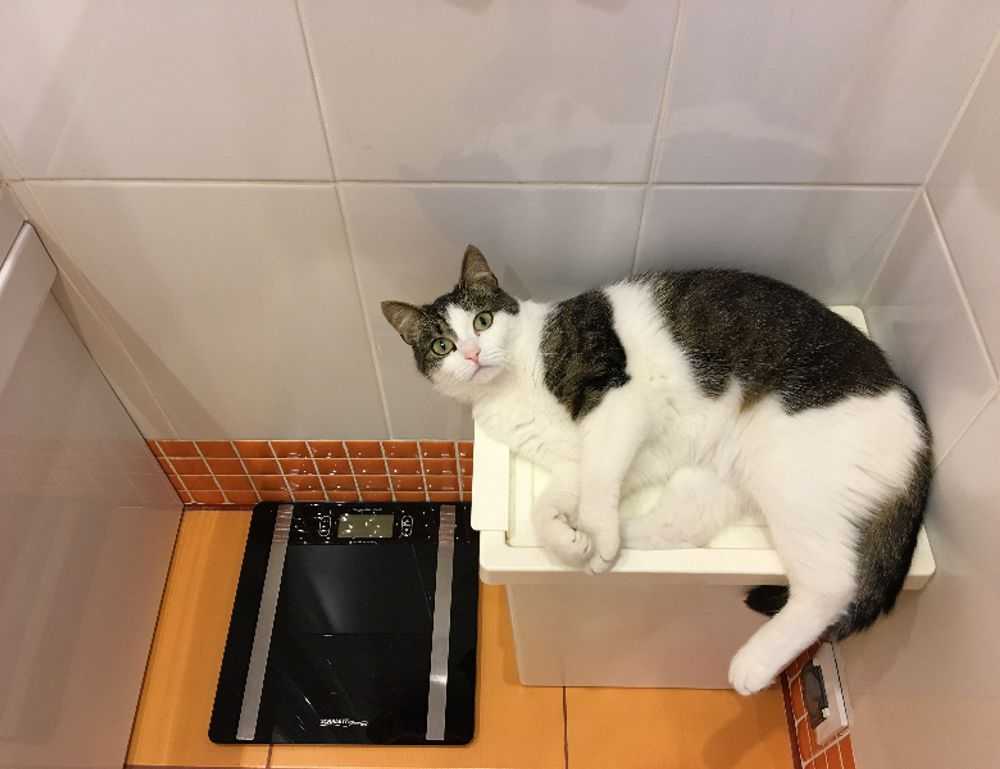 cast of do you love me, captain?