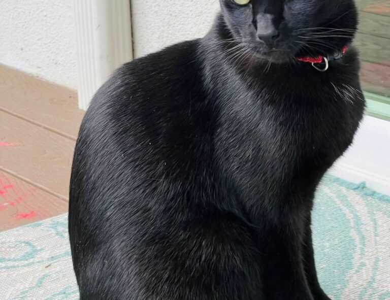 kleurplaat skibidi toilet