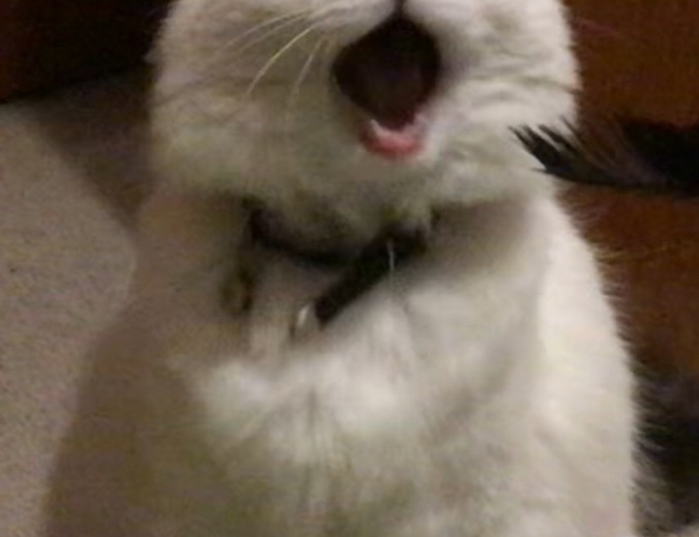 laura dijkema bikini