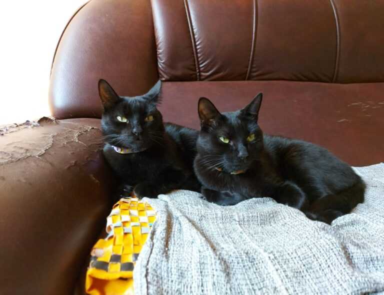 whatsapp fondos de pantalla lgbt